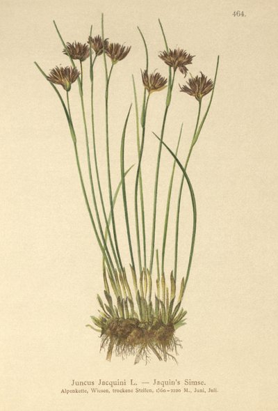 Jacquins Rush (Juncus Jacquini) af German School